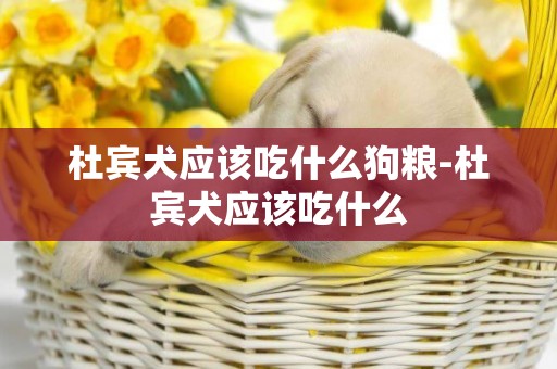 杜賓犬應該吃什么狗糧-杜賓犬應該吃什么
