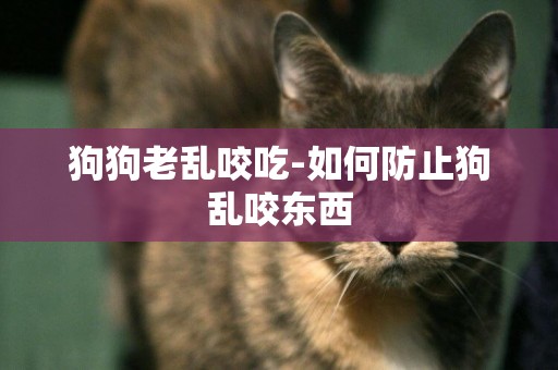 狗狗老亂咬吃-如何防止狗亂咬東西