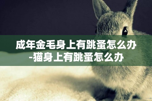 成年金毛身上有跳蚤怎么辦-貓身上有跳蚤怎么辦