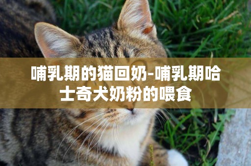 哺乳期的貓回奶-哺乳期哈士奇犬奶粉的喂食