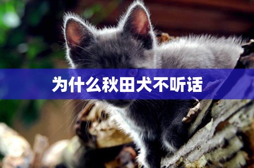 為什么秋田犬不聽話