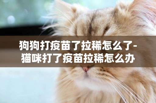狗狗打疫苗了拉稀怎么了-貓咪打了疫苗拉稀怎么辦