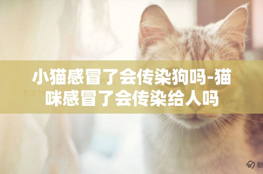 小貓感冒了會傳染狗嗎-貓咪感冒了會傳染給人嗎