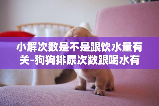 小解次數是不是跟飲水量有關-狗狗排尿次數跟喝水有關