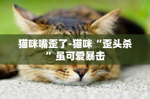 貓咪嘴歪了-貓咪“歪頭殺”雖可愛暴擊