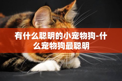 有什么聰明的小寵物狗-什么寵物狗最聰明