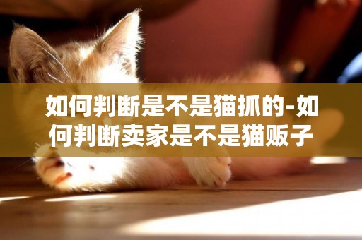 如何判斷是不是貓抓的-如何判斷賣家是不是貓販子