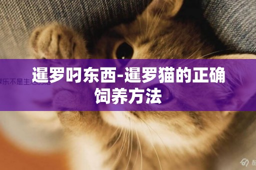 暹羅叼東西-暹羅貓的正確飼養方法