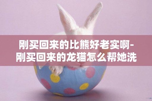 剛買回來的比熊好老實啊-剛買回來的龍貓怎么幫她洗澡啊