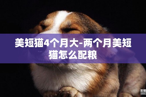 美短貓4個月大-兩個月美短貓怎么配糧