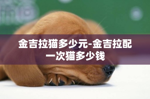 金吉拉貓多少元-金吉拉配一次貓多少錢