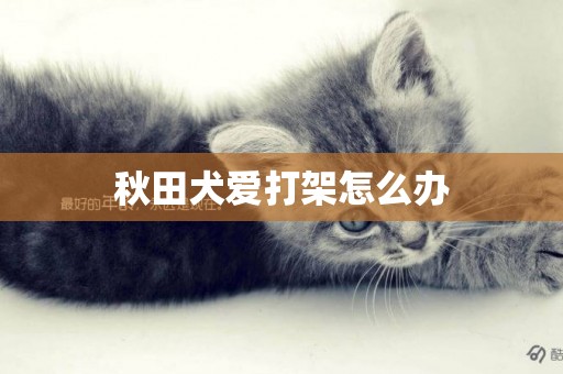 秋田犬愛打架怎么辦