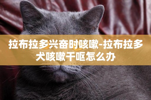 拉布拉多興奮時咳嗽-拉布拉多犬咳嗽干嘔怎么辦