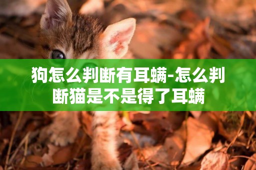 狗怎么判斷有耳螨-怎么判斷貓是不是得了耳螨
