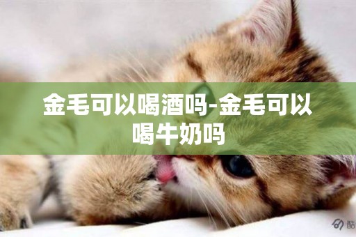 金毛可以喝酒嗎-金毛可以喝牛奶嗎