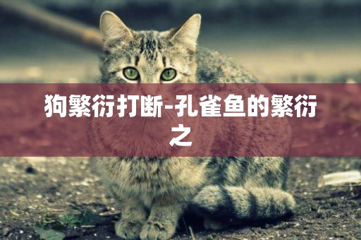 狗繁衍打斷-孔雀魚的繁衍之