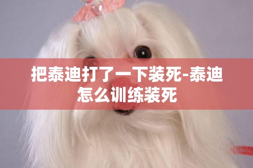 把泰迪打了一下裝死-泰迪怎么訓練裝死