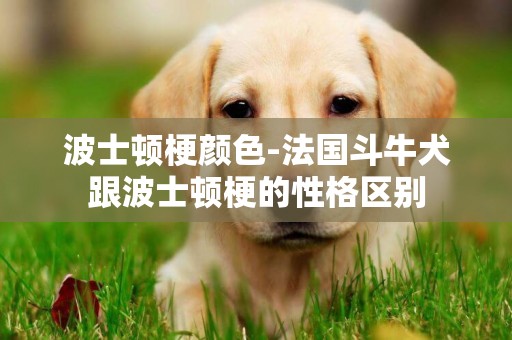 波士頓梗顏色-法國斗牛犬跟波士頓梗的性格區別