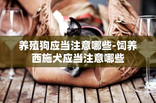 養殖狗應當注意哪些-飼養西施犬應當注意哪些