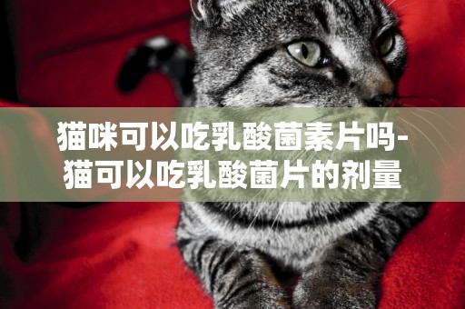 貓咪可以吃乳酸菌素片嗎-貓可以吃乳酸菌片的劑量