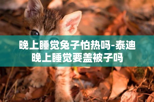 晚上睡覺兔子怕熱嗎-泰迪晚上睡覺要蓋被子嗎
