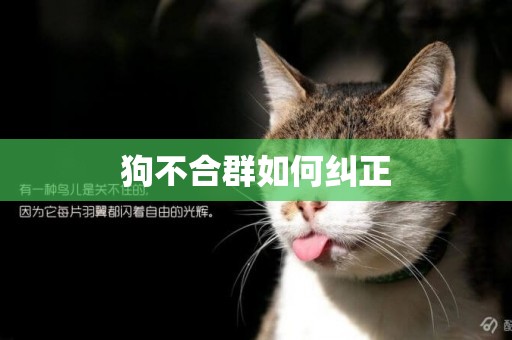 狗不合群如何糾正