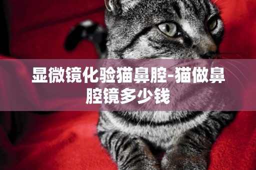 顯微鏡化驗貓鼻腔-貓做鼻腔鏡多少錢