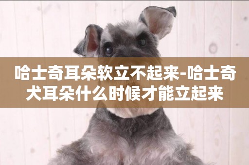 哈士奇耳朵軟立不起來-哈士奇犬耳朵什么時候才能立起來