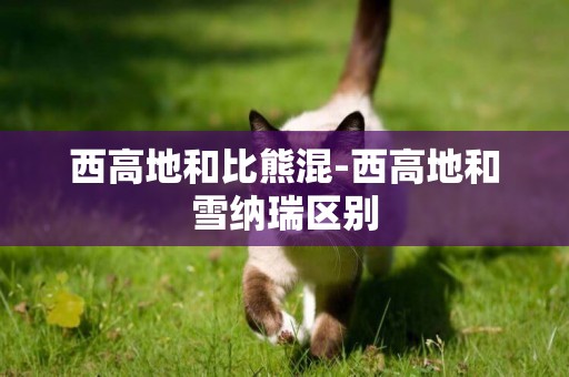 西高地和比熊混-西高地和雪納瑞區別