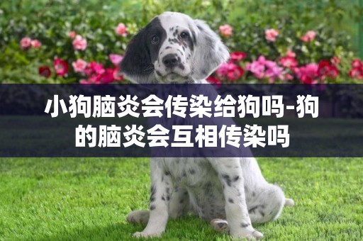 小狗腦炎會傳染給狗嗎-狗的腦炎會互相傳染嗎