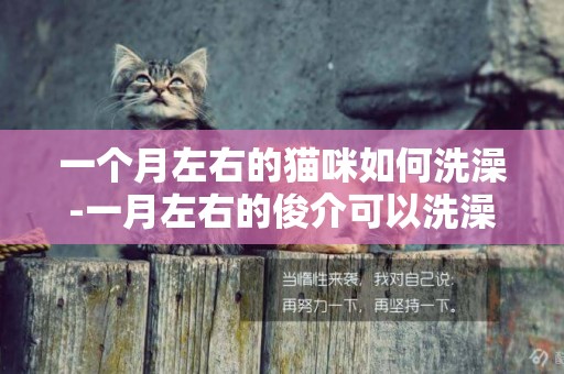 一個月左右的貓咪如何洗澡-一月左右的俊介可以洗澡嗎