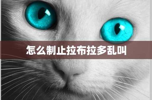 怎么制止拉布拉多亂叫