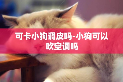 可卡小狗調皮嗎-小狗可以吹空調嗎