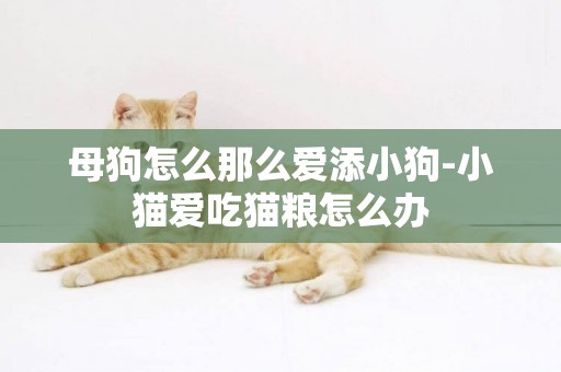 母狗怎么那么愛添小狗-小貓愛吃貓糧怎么辦