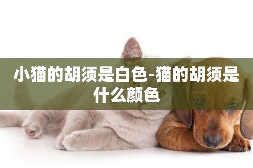 小貓的胡須是白色-貓的胡須是什么顏色