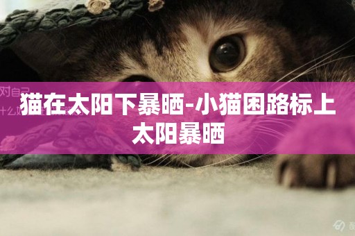貓在太陽下暴曬-小貓困路標上太陽暴曬