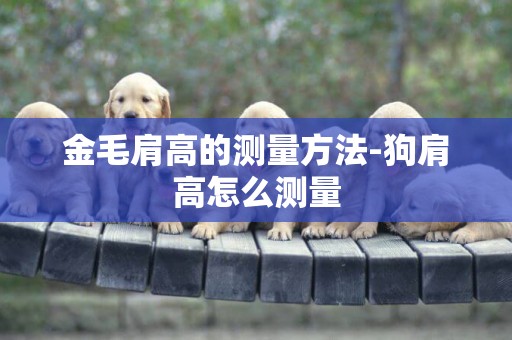 金毛肩高的測量方法-狗肩高怎么測量