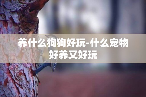 養什么狗狗好玩-什么寵物好養又好玩
