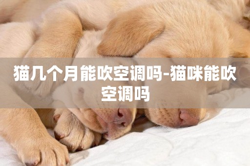 貓幾個月能吹空調嗎-貓咪能吹空調嗎