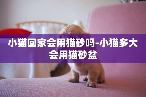小貓回家會用貓砂嗎-小貓多大會用貓砂盆