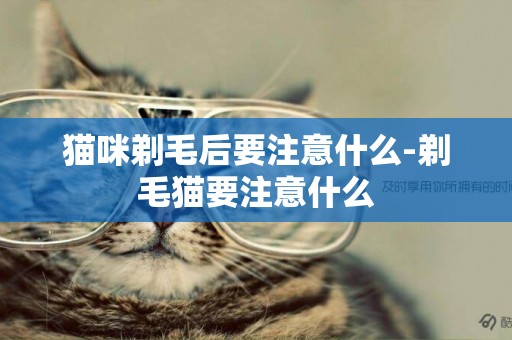 貓咪剃毛后要注意什么-剃毛貓要注意什么