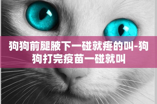 狗狗前腿腋下一碰就疼的叫-狗狗打完疫苗一碰就叫