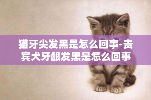 貓牙尖發黑是怎么回事-貴賓犬牙齦發黑是怎么回事