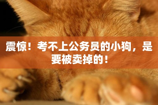 震驚！考不上公務員的小狗，是要被賣掉的！