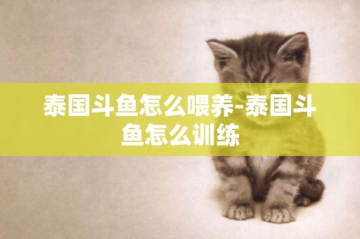 泰國斗魚怎么喂養-泰國斗魚怎么訓練