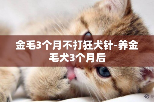 金毛3個月不打狂犬針-養金毛犬3個月后