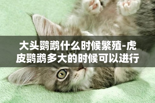 大頭鸚鵡什么時候繁殖-虎皮鸚鵡多大的時候可以進行繁殖