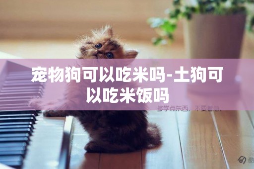 寵物狗可以吃米嗎-土狗可以吃米飯嗎