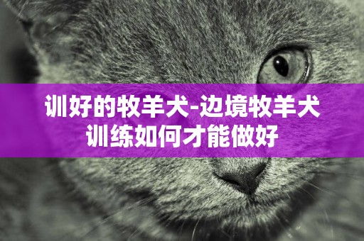 訓好的牧羊犬-邊境牧羊犬訓練如何才能做好