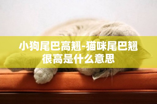 小狗尾巴高翹-貓咪尾巴翹很高是什么意思